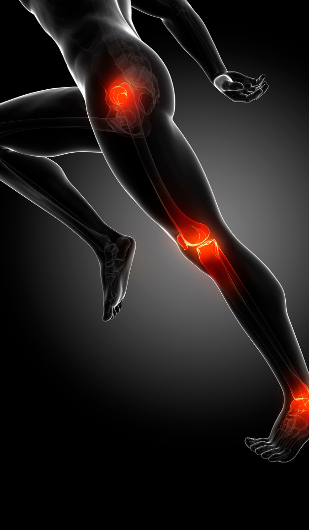 jambe-articulations jambe-articulations
